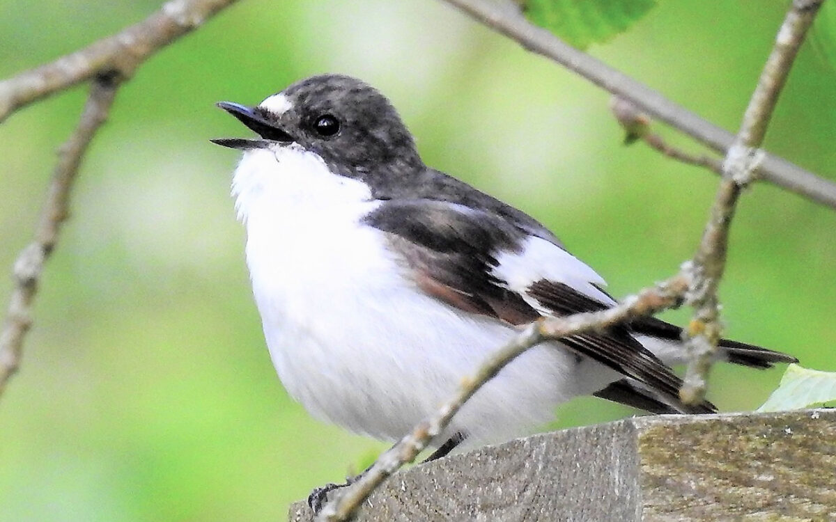 ‘Cheating’ birds change their tune