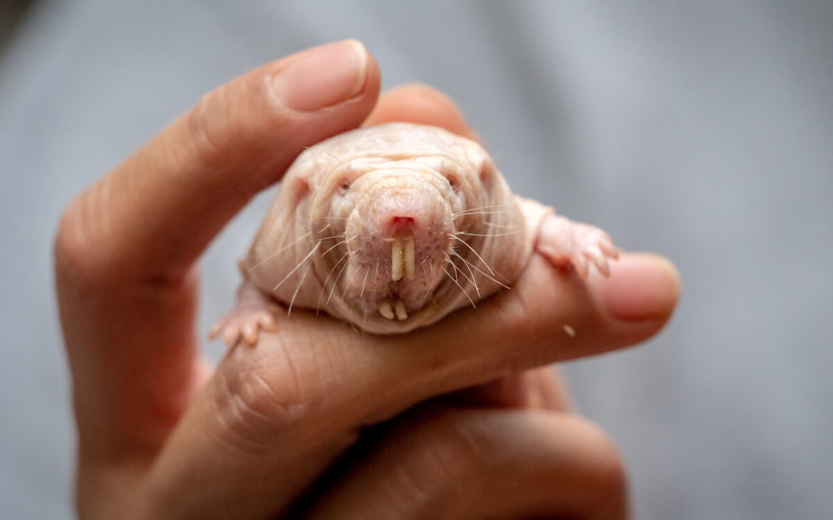 Naked mole-rat queens rule their colonies with a potent odor