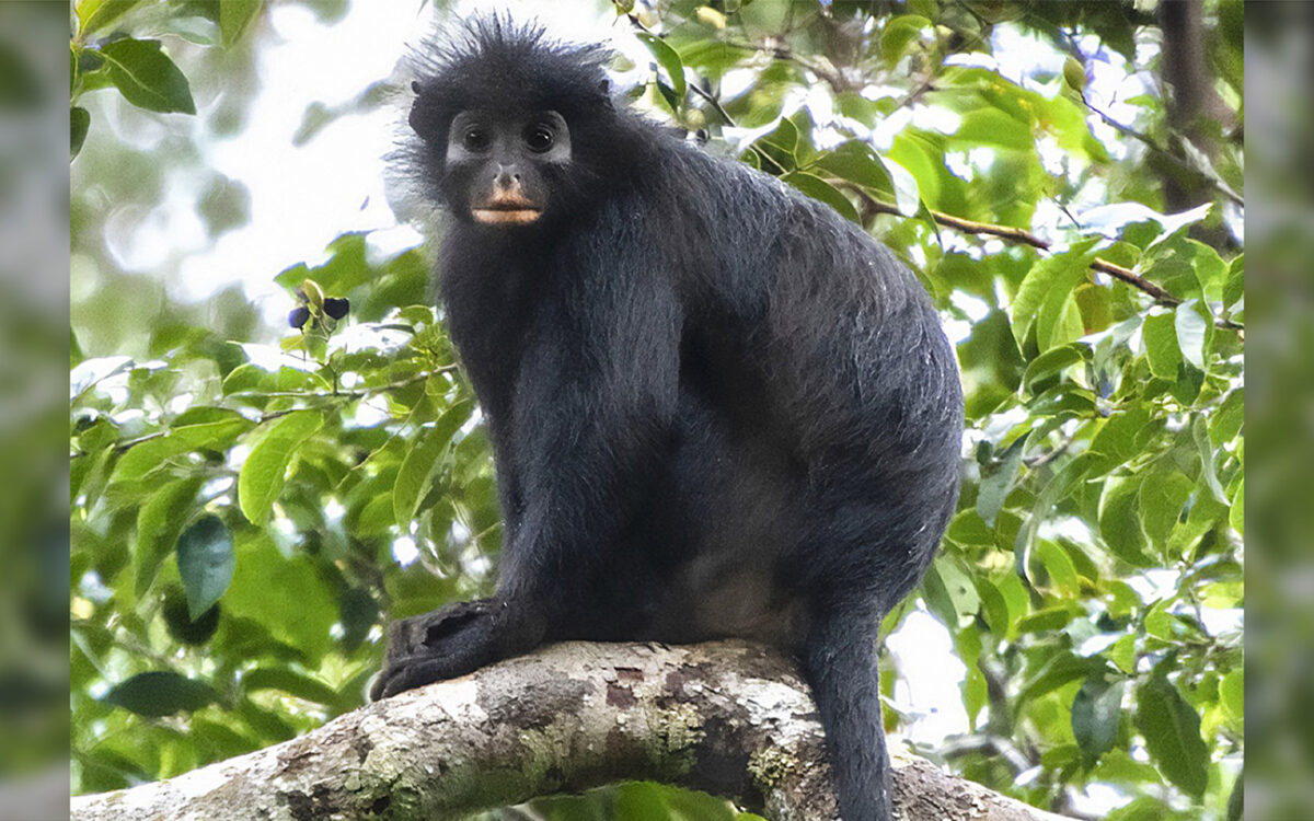 A new monkey species has been found deep in Congo’s forests